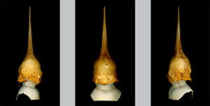 Das mit dem Goldhelm